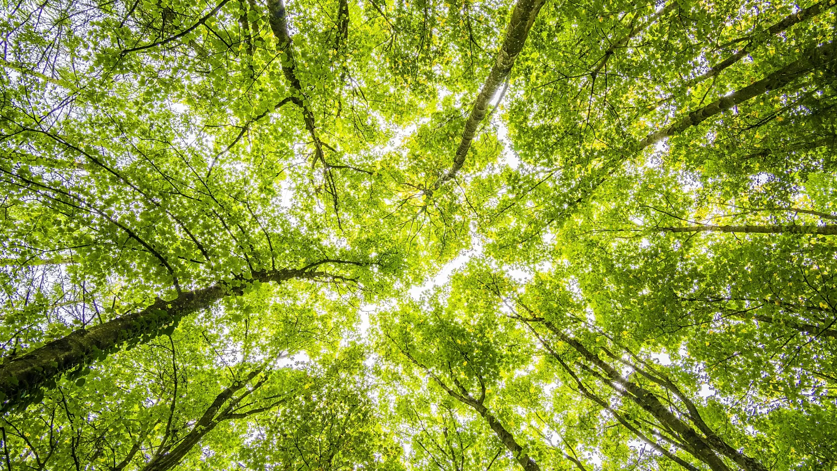 Wald
